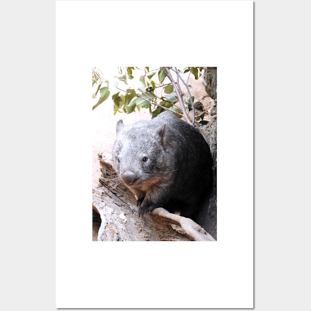 Wombat Wall Art by kirstybush
